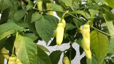 Hayalet biber Bhut Jolokoa olgun, sarı meyveli, kamera takibi, yakınlaştır.