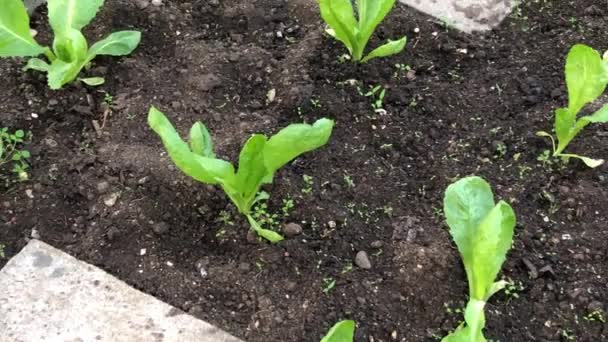 Pěstování Salátu Skleníku Podzim — Stock video