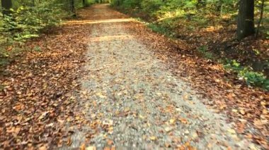 Sonbaharda yaprakları dökülen bir orman yolunda yürümek, yaprakların derinliklerine kadar kamera.