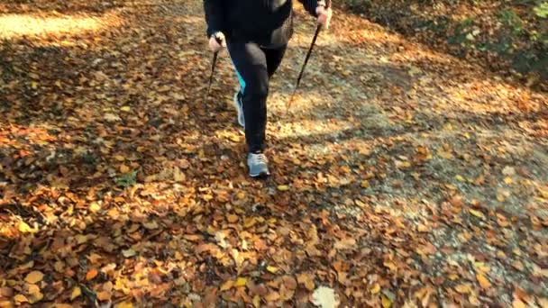 Женщина Делает Нордическую Ходьбу Лесу Осенью Ноги Северные Шесты Видны — стоковое видео