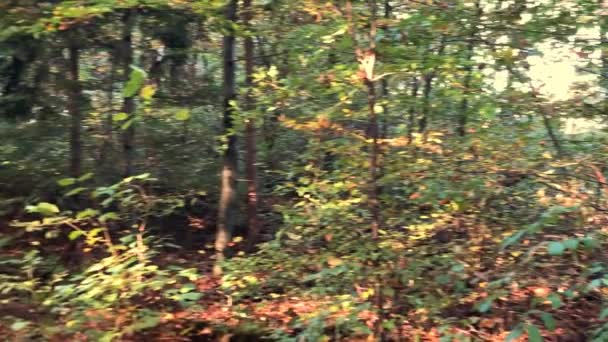 Floresta Outono Com Caído Folhas Pintadas Outonal Câmera Panning Através — Vídeo de Stock