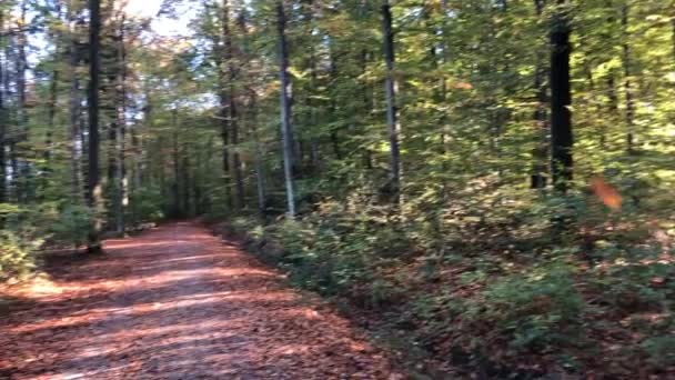 Δάσος Φθινόπωρο Φύλλα Που Πέφτουν Panning Μέσα Από Δάσος Backlit — Αρχείο Βίντεο