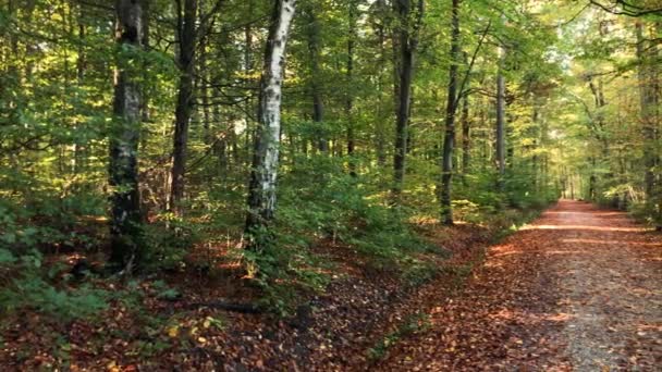 Forêt Automne Avec Tombées Feuilles Peintes Automne Caméra Panoramique Travers — Video