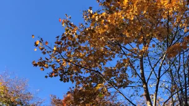 Φθινοπωρινό Βαμμένο Σφένδαμο Μπλε Ουρανό Και Πεσμένα Φύλλα Και Φωτογραφική — Αρχείο Βίντεο