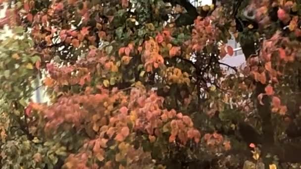Σταγόνες Βροχής Που Τρέχουν Κάτω Ένα Παράθυρο Οροφής Θολή Δέντρο — Αρχείο Βίντεο