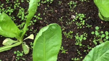 Bir adam salata ve hindiba salatasıyla bir serada marul arasında ot çekiyor.