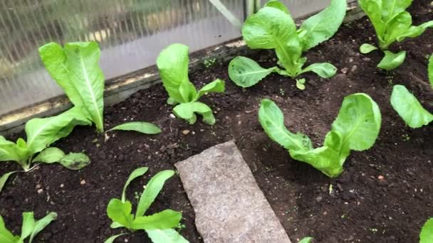 Pěstování Salátu Skleníku Podzim Salát Cukrové Bochánky Endivie Escarole Detailní — Stock video