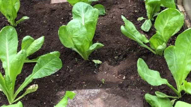 Salatanbau Herbst Gewächshaus Zuckerhut Salat Und Escarole Endivien Nahaufnahme Mit — Stockvideo