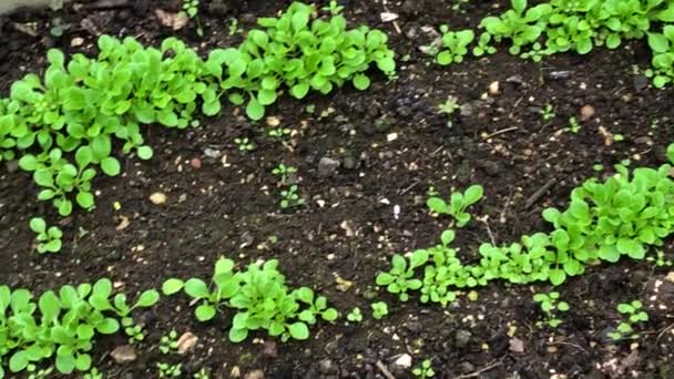 Pěstování Kukuřičného Salátu Skleníku Říjnu Německu Kamerové Pánve Skleníku — Stock video
