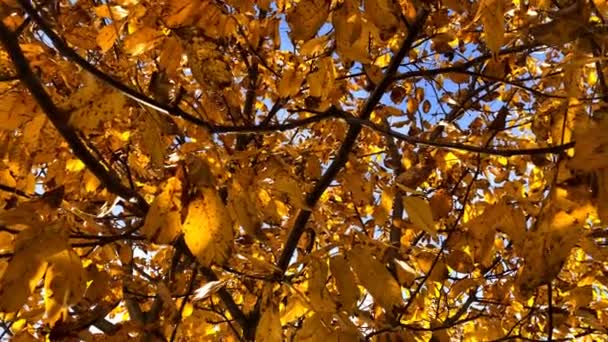 Folhas Pintadas Amarelas Uma Árvore Outono Céu Azul Vista Até — Vídeo de Stock