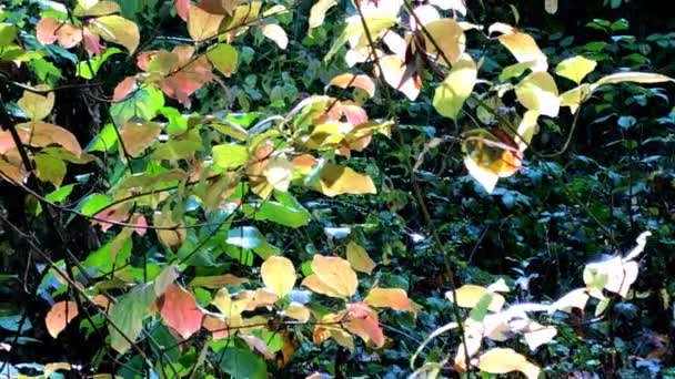 Φθινόπωρο Ένα Δάσος Πεσμένα Χρωματιστά Φύλλα Και Ένας Θάμνος Φθινοπωρινά — Αρχείο Βίντεο