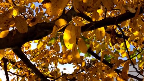 Herbstlich Bemalter Baum Mit Gelben Blättern Mit Vergrößerung Auf Gelbe — Stockvideo