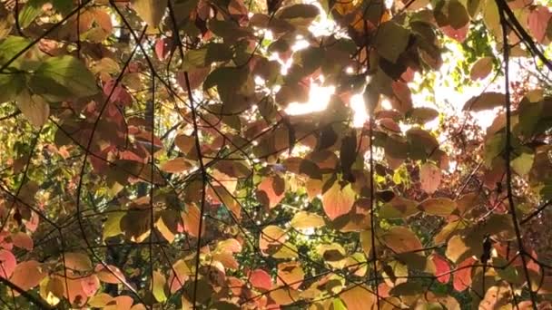 Folhas Pintadas Outonalmente Dançando Backlit Com Raios Sol Cintilantes — Vídeo de Stock