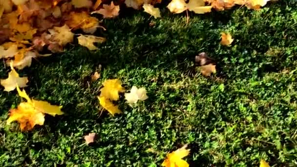 Кленовое Дерево Осеннего Цвета Листья Деревья Опавшие Листья Клена Лугу — стоковое видео