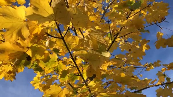 Autumnal Árvore Bordo Pintada Ouro Céu Azul Com Câmera Panning — Vídeo de Stock