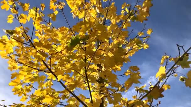 Φθινοπωρινά Βαμμένα Φύλλα Σφενδάμου Ένα Δέντρο Έναν Γαλάζιο Ουρανό Θέα — Αρχείο Βίντεο