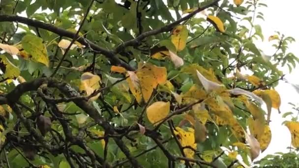Zweig Mit Herbstlich Gefärbten Blättern Eines Birnbaums Einer Frischen Brise — Stockvideo