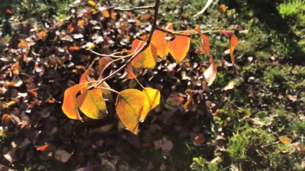 Autumnal Colored Pear Tree Leaves Branch Soft Breeze Heap Fallen — Stock Video
