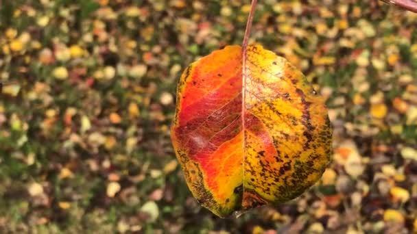 Jesienny Kolorowy Liść Gruszki Trzepoczącej Świeżym Wietrze Opadniętymi Rozmazanymi Liśćmi — Wideo stockowe