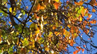 Sonbahar renklerinde armut yaprakları mavi bir gökyüzünde hafif bir esintide.