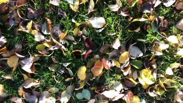 Procházka Podzimním Listí Zelené Louce Zahradě — Stock video