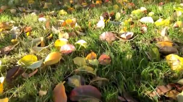 Прогулка Падших Осенние Окрашенные Листья Зеленом Лугу Саду — стоковое видео