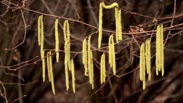 Kwitnę Orzech Laskowy Zimie Niemcy Wiatr Krzak Zbliżenie — Wideo stockowe