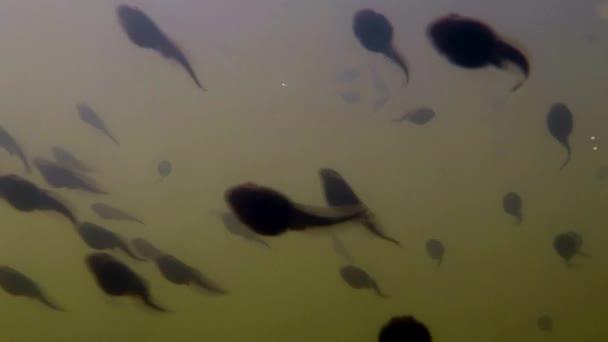 Kaulquappen Unterwasseraufnahme Einer Schwimmgruppe Mit Vergrößerung — Stockvideo