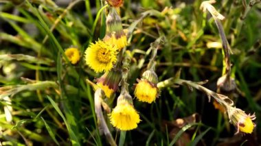 Coltsfoot, ilkbaharda Almanya 'da çiçekli şifalı bitki, bir çiçek makrosu ile harmanlanıyor.
