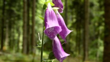  Yüksükotu, ilkbaharda bir Alman ormanında leylak çiçekli şifalı bitki, makro manzaraya yakınlaş.