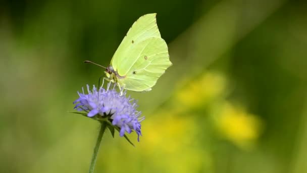 Doğada Çiçekler Üzerinde Kelebekler — Stok video