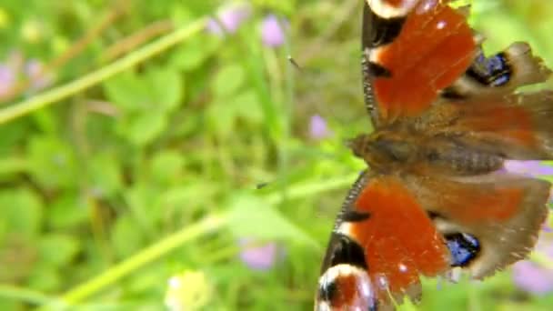 Gemalter Schmetterling Auf Einer Blume Auf Einer Wiese Und Raupen — Stockvideo