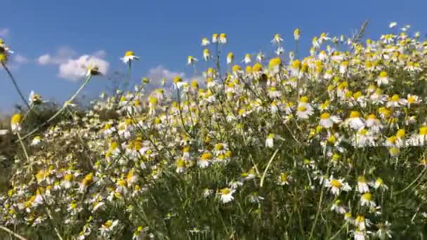 Kamomill Medicinalväxter Blommor Och Beredningar — Stockvideo