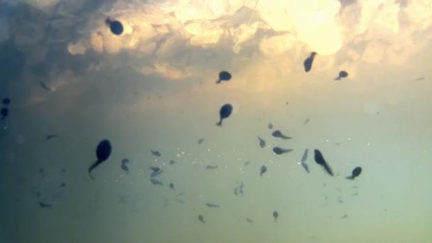 Kaulquappen Teich Unterwasseransicht Mit Zoom — Stockvideo