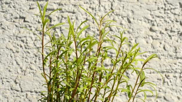Tarragon Closeup Green Fresh Herb Spring Zoom — Stock Video