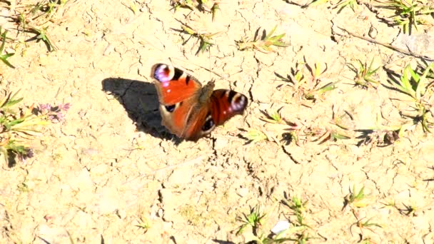 Peacock Πεταλούδα Κάθεται Στον Ήλιο Και Κάμπιες Που Τρώνε Φύλλα — Αρχείο Βίντεο