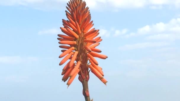 Aloe Vera Çiçekleri Kapılarımız Damlayan Meyve Suyuyla Bir Yaprak — Stok video