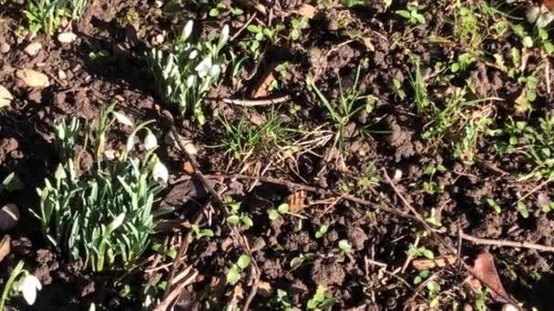 Snowdrop Early Flower German Spring Flora Camera Movement Zoom — Stockvideo