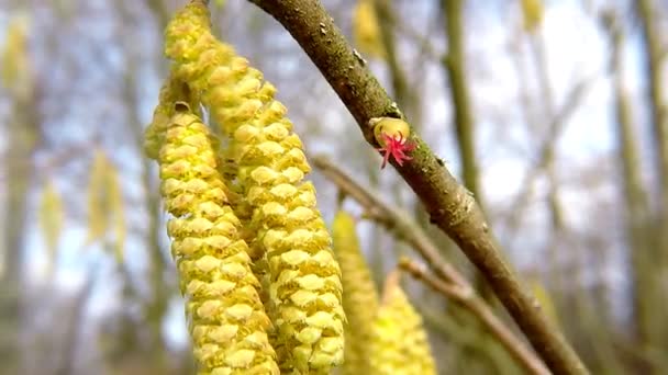 Lískový Ořech Kvete Zimě Makro Samčího Samičího Květu — Stock video