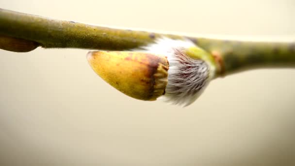 Sauce Florece Primer Plano Primavera Una Abeja Una Flor Abierta — Vídeo de stock