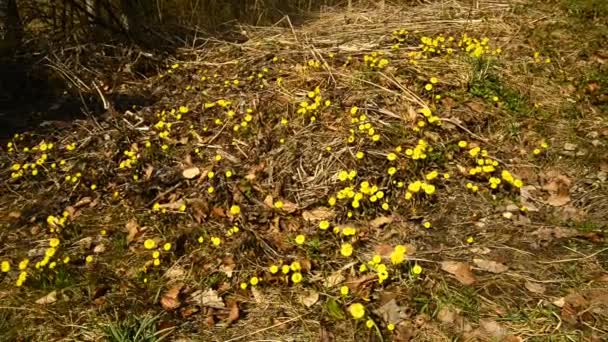 Coltsfoot Erva Medicinal Flor Primavera Uma Floresta Alemã — Vídeo de Stock