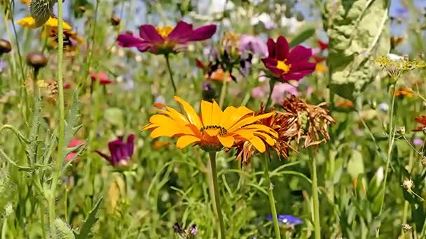 Wiese Mit Vielen Bunten Blumen Für Artenschutz Und Insekten Kultiviert — Stockvideo