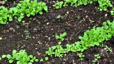 Baharda bir serada tarla salatası ekimi