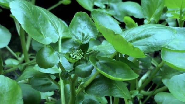 Brunnenkresse Frisches Essbares Kraut Und Heilpflanze Frühling Mit Blüte — Stockvideo