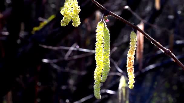 春のヘーゼルナッツの花と男性と女性の花のマクロ — ストック動画