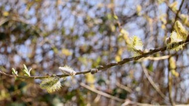 Willow çiçeği bahar Almanya