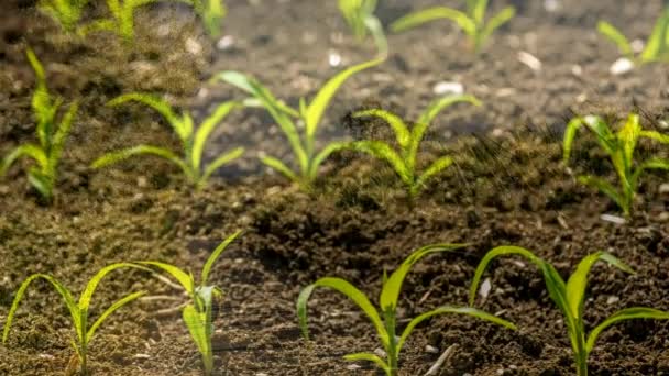 Kukorica Fiatal Palántákkal Érett Növényekkel — Stock videók