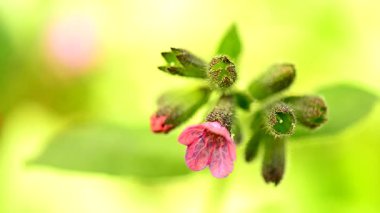Ciğerotu ve Anemone Ormanı. İlkbaharda Almanya 'da erken çiçekler.
