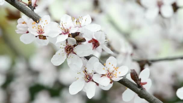 Flor Cereja Selvagem Primavera Alemanha Close Para Uma Flor — Vídeo de Stock