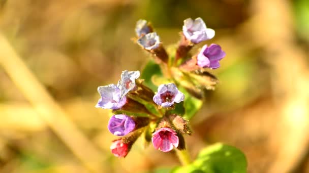 ドイツの春に花のマクロが付いている肺炎の薬用植物 — ストック動画